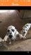 Dalmatian Puppies for sale in Huntsville, TX, USA. price: NA
