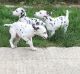 Dalmatian Puppies for sale in TX-249, Houston, TX, USA. price: NA
