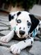 Dalmatian Puppies for sale in St Clair, MI 48079, USA. price: NA