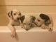 Dalmatian Puppies for sale in Aurora, CO, USA. price: NA