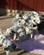 Dalmatian Puppies for sale in Wilmington, DE, USA. price: NA