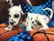 Dalmatian Puppies for sale in Sacramento, CA, USA. price: NA