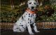 Dalmatian Puppies for sale in Mackville Harrodsburg Rd, Mackville, KY 40040, USA. price: $500