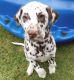 Dalmatian Puppies for sale in Pennsylvania Ave, Los Angeles, CA 90033, USA. price: NA