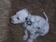 Dalmatian Puppies for sale in Texas Ave, Houston, TX, USA. price: NA