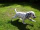 Dalmatian Puppies for sale in Toronto, ON, Canada. price: NA