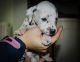 Dalmatian Puppies for sale in Los Angeles, CA 90001, USA. price: NA
