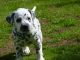 Dalmatian Puppies for sale in Norristown, PA, USA. price: NA