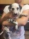 Dalmatian Puppies for sale in Pennsylvania, Runnemede, NJ 08078, USA. price: NA