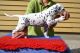 Dalmatian Puppies for sale in Beverly Hills, CA, USA. price: NA