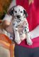 Dalmatian Puppies for sale in Mesa, AZ, USA. price: $600