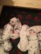 Dalmatian Puppies for sale in 323 New York Ranch Rd, Jackson, CA 95642, USA. price: NA