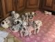 Dalmatian Puppies for sale in San Francisco, CA, USA. price: NA