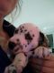 Dalmatian Puppies for sale in Texas Ave, Houston, TX, USA. price: NA