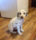 Dalmatian Puppies for sale in New York County, New York, NY, USA. price: NA