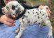 Dalmatian Puppies for sale in Richmond, VA, USA. price: NA