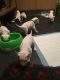 Dalmatian Puppies for sale in Florida Ave NW, Washington, DC, USA. price: $450