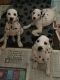 Dalmatian Puppies for sale in Dallas, TX, USA. price: NA