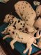 Dalmatian Puppies for sale in Ohio Ave, Long Beach, NY 11561, USA. price: NA