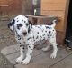 Dalmatian Puppies for sale in North Fork, ID 83466, USA. price: NA