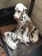 Dalmatian Puppies for sale in 813 FL-436, Altamonte Springs, FL 32714, USA. price: NA