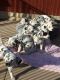 Dalmatian Puppies for sale in Charleston, WV, USA. price: NA