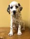 Dalmatian Puppies for sale in Ogden, UT, USA. price: $500