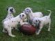 Dalmatian Puppies for sale in Chicago, IL, USA. price: $400