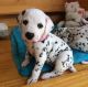Dalmatian Puppies for sale in Cincinnati, OH, USA. price: NA