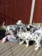Dalmatian Puppies for sale in Houston, TX, USA. price: $400