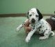 Dalmatian Puppies for sale in Burlington, VT, USA. price: NA