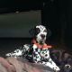 Dalmatian Puppies for sale in Kingstree, SC 29556, USA. price: $1,000