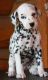 Dalmatian Puppies for sale in Batavia, OH 45103, USA. price: NA