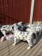 Dalmatian Puppies for sale in Wichita, KS, USA. price: $400