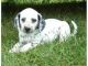 Dalmatian Puppies for sale in Houston, TX, USA. price: $400