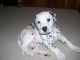 Dalmatian Puppies for sale in Milwaukee, WI 53233, USA. price: $450