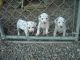 Dalmatian Puppies for sale in Manassas Park City Schools, Manassas Park, VA 20111, USA. price: NA