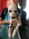 Dalmatian Puppies for sale in Brownsville, TX 78520, USA. price: NA