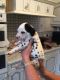 Dalmatian Puppies for sale in Brownsville, TX 78520, USA. price: NA