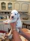 Dalmatian Puppies for sale in Colorado Springs, CO 80903, USA. price: NA