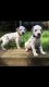 Dalmatian Puppies for sale in Farmington, NM, USA. price: NA