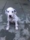 Dalmatian Puppies for sale in Garden Grove, CA, USA. price: NA