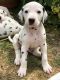 Dalmatian Puppies for sale in Charleston, SC, USA. price: NA