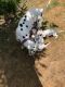 Dalmatian Puppies for sale in Charleston, SC, USA. price: $400