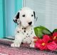 Dalmatian Puppies for sale in Sugarcreek, OH 44681, USA. price: $725
