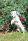 Dalmatian Puppies for sale in Tinley Park, IL, USA. price: $600