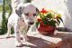 Dalmatian Puppies for sale in Riverside, CA, USA. price: NA