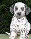Dalmatian Puppies for sale in TX-121, McKinney, TX, USA. price: NA