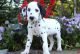 Dalmatian Puppies for sale in Burke, VA, USA. price: $500
