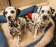 Dalmatian Puppies for sale in Newark, NJ 07188, USA. price: NA